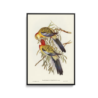 Splendid Parakeet (Platycercus splendidus) illustrated by Elizabeth Gould (1804–1841) - Stretched Canvas Print or Framed Fine Art Print - Artwork I Heart Wall Art Australia 