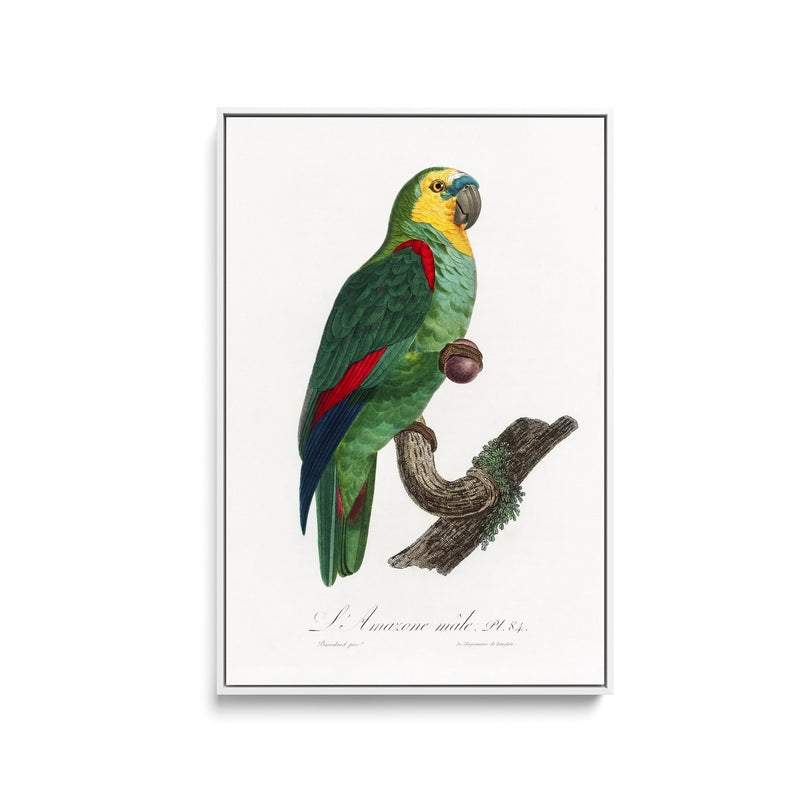 The Turquoise-Fronted Amazon, Amazona aestiva from Natural History of Parrots (1801—1805) by Francois Levaillant - Stretched Canvas Print or Framed Fine Art Print - Artwork I Heart Wall Art Australia 