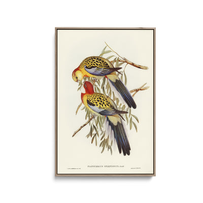 Splendid Parakeet (Platycercus splendidus) illustrated by Elizabeth Gould (1804–1841) - Stretched Canvas Print or Framed Fine Art Print - Artwork I Heart Wall Art Australia 