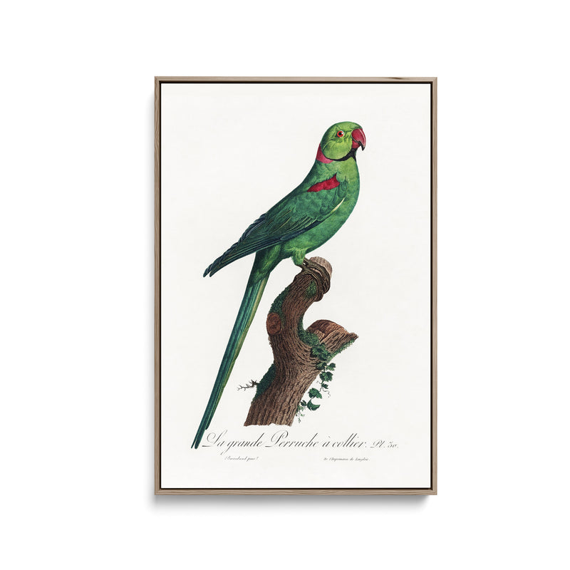 The Rose-Ringed Parakeet 2 (Psittacula krameri) by Francois Levaillant - Stretched Canvas Print or Framed Fine Art Print - Artwork I Heart Wall Art Australia 