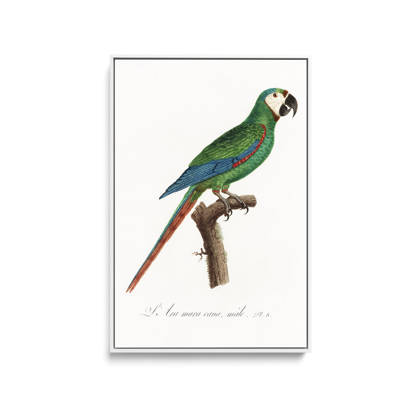 The Blue-Winged Macaw, Primolius maracana from Natural History of Parrots (1801—1805) by Francois Levaillant - Stretched Canvas Print or Framed Fine Art Print - Artwork I Heart Wall Art Australia 