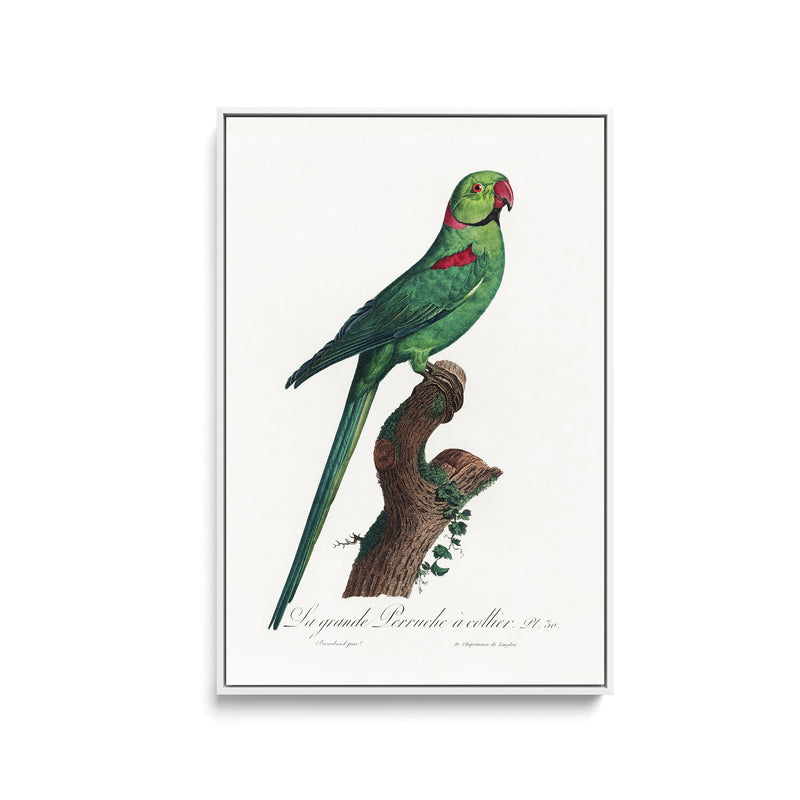 The Rose-Ringed Parakeet 2 (Psittacula krameri) by Francois Levaillant - Stretched Canvas Print or Framed Fine Art Print - Artwork I Heart Wall Art Australia 
