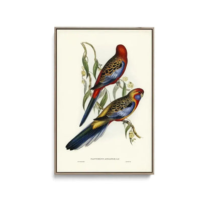 Adelaide Parakeet (Platycercus Adelaidiae) illustrated by Elizabeth Gould (18041841) - Stretched Canvas Print or Framed Fine Art Print - Artwork - I Heart Wall Art - Poster Print, Canvas Print or Framed Art Print