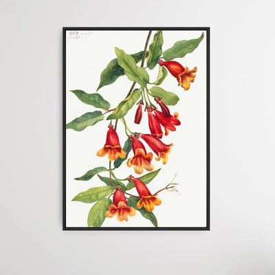 Anisostichus capreolatus (1925) by Mary Vaux Walcott - I Heart Wall Art - Poster Print, Canvas Print or Framed Art Print