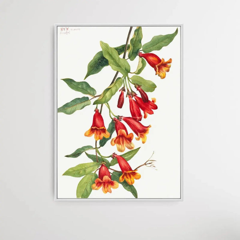 Anisostichus capreolatus (1925) by Mary Vaux Walcott - I Heart Wall Art - Poster Print, Canvas Print or Framed Art Print