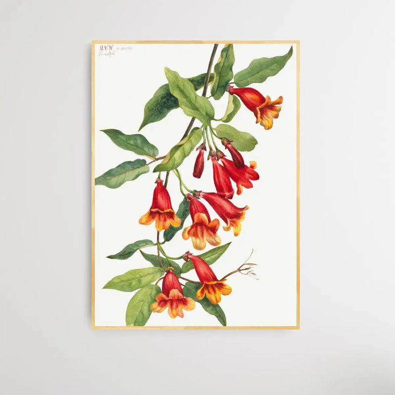 Anisostichus capreolatus (1925) by Mary Vaux Walcott - I Heart Wall Art - Poster Print, Canvas Print or Framed Art Print