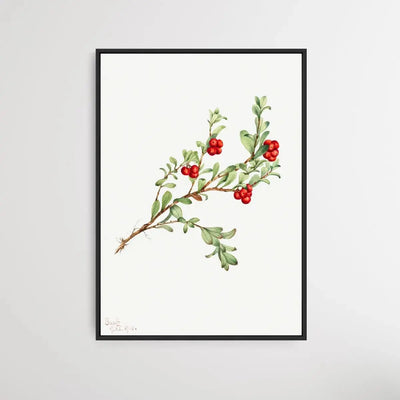 Arctostaphylos uva-ursi (1916) by Mary Vaux Walcott - I Heart Wall Art - Poster Print, Canvas Print or Framed Art Print