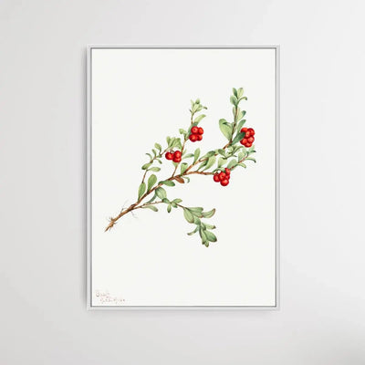 Arctostaphylos uva-ursi (1916) by Mary Vaux Walcott - I Heart Wall Art - Poster Print, Canvas Print or Framed Art Print