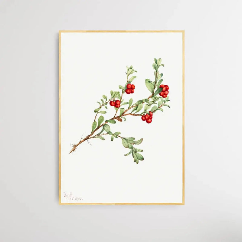 Arctostaphylos uva-ursi (1916) by Mary Vaux Walcott - I Heart Wall Art - Poster Print, Canvas Print or Framed Art Print