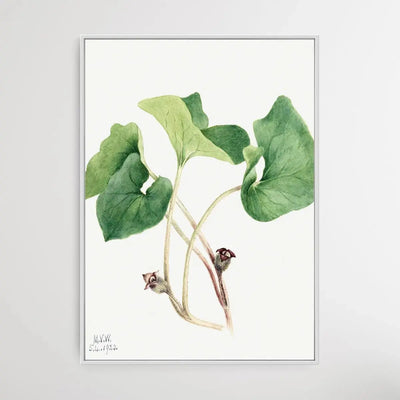 Asarum Canadense (1920) by Mary Vaux Walcott - I Heart Wall Art - Poster Print, Canvas Print or Framed Art Print