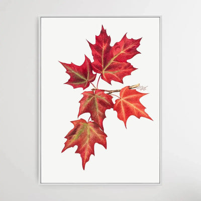 Autumn Leaves (1874) by Mary Vaux Walcott - I Heart Wall Art - Poster Print, Canvas Print or Framed Art Print