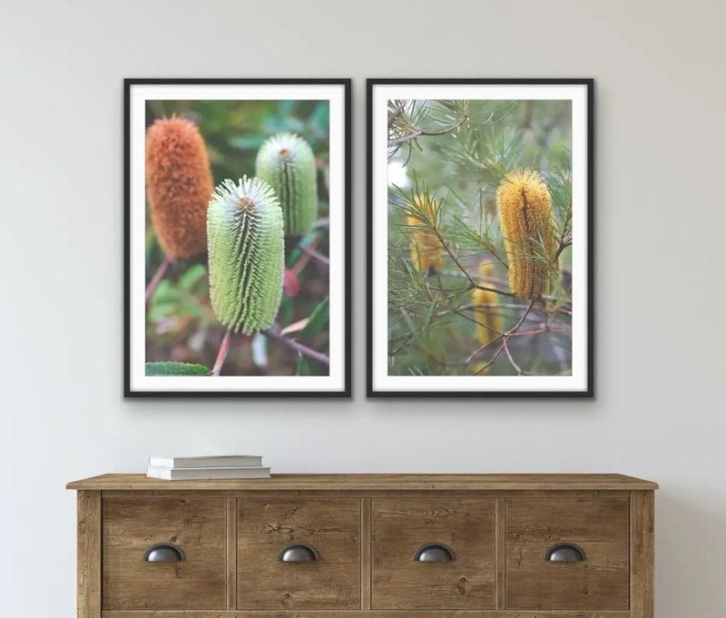 Banksia Two Piece Photographic Print Set - Australian Native Flower Wall Art Diptych - I Heart Wall Art - Poster Print, Canvas Print or Framed Art Print
