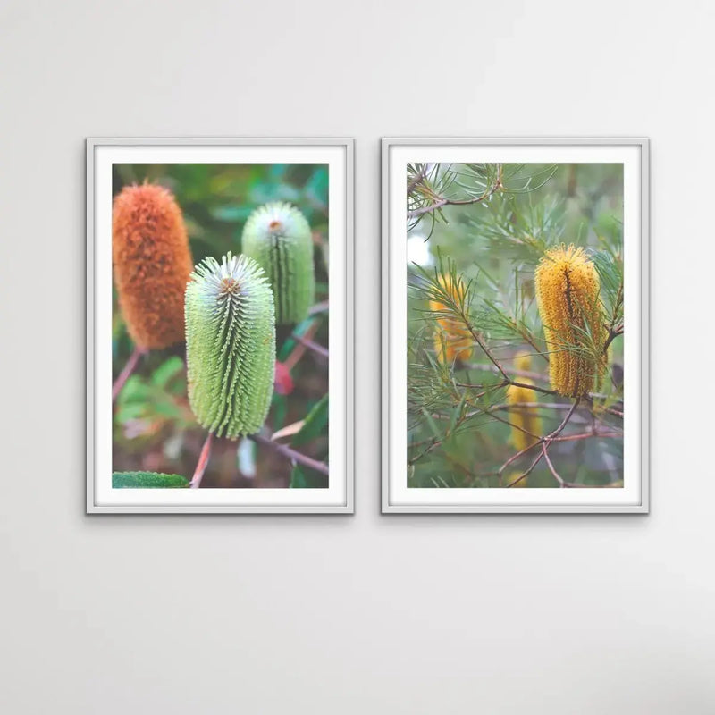 Banksia Two Piece Photographic Print Set - Australian Native Flower Wall Art Diptych - I Heart Wall Art - Poster Print, Canvas Print or Framed Art Print
