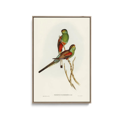 Beautiful Parakeet (Psephotus pulcherrimus) illustrated by Elizabeth Gould (1804–1841) - Stretched Canvas Print or Framed Fine Art Print - Artwork I Heart Wall Art Australia 