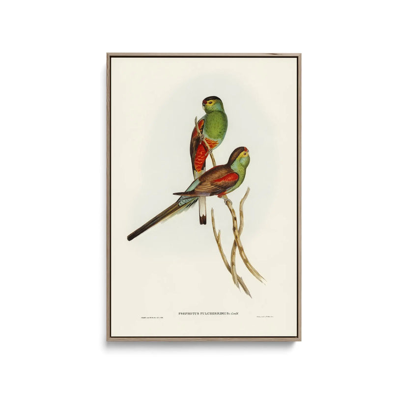 Beautiful Parakeet (Psephotus pulcherrimus) illustrated by Elizabeth Gould (1804–1841) - Stretched Canvas Print or Framed Fine Art Print - Artwork I Heart Wall Art Australia 
