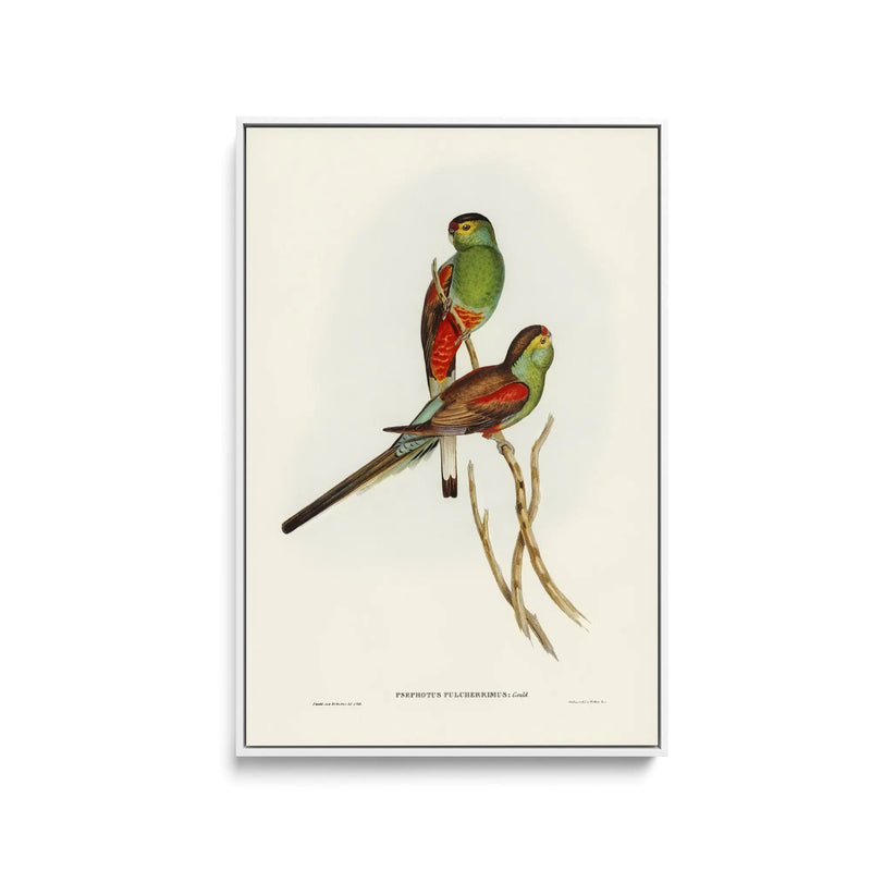 Beautiful Parakeet (Psephotus pulcherrimus) illustrated by Elizabeth Gould (1804–1841) - Stretched Canvas Print or Framed Fine Art Print - Artwork I Heart Wall Art Australia 