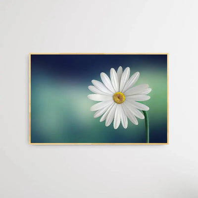 Bellis Perennis - Daisy Flower Art Print - I Heart Wall Art - Poster Print, Canvas Print or Framed Art Print
