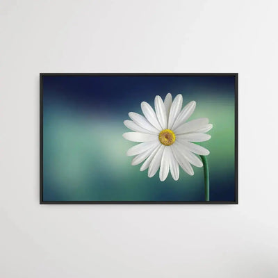 Bellis Perennis - Daisy Flower Art Print - I Heart Wall Art - Poster Print, Canvas Print or Framed Art Print