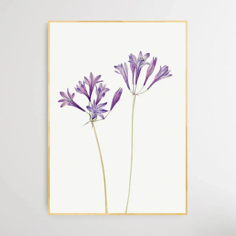 Brodiaea Laxa (1933) by Mary Vaux Walcott - I Heart Wall Art - Poster Print, Canvas Print or Framed Art Print
