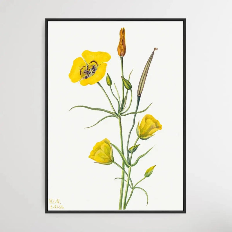 Calochortus Claratus (1926) by Mary Vaux Walcott - I Heart Wall Art - Poster Print, Canvas Print or Framed Art Print