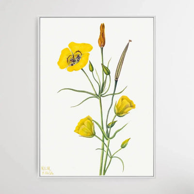 Calochortus Claratus (1926) by Mary Vaux Walcott - I Heart Wall Art - Poster Print, Canvas Print or Framed Art Print