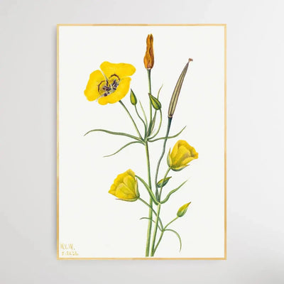 Calochortus Claratus (1926) by Mary Vaux Walcott - I Heart Wall Art - Poster Print, Canvas Print or Framed Art Print