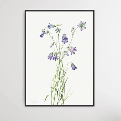 Campanula rotundifolia (1916) by Mary Vaux Walcott - I Heart Wall Art - Poster Print, Canvas Print or Framed Art Print