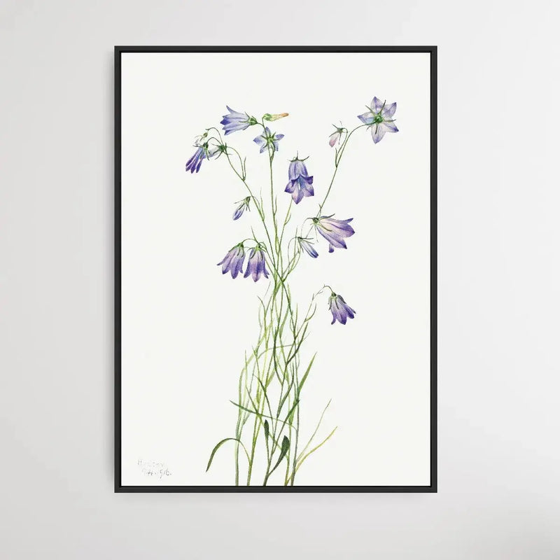 Campanula rotundifolia (1916) by Mary Vaux Walcott - I Heart Wall Art - Poster Print, Canvas Print or Framed Art Print