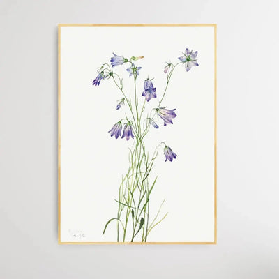Campanula rotundifolia (1916) by Mary Vaux Walcott - I Heart Wall Art - Poster Print, Canvas Print or Framed Art Print