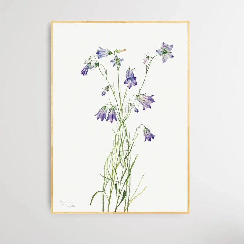 Campanula rotundifolia (1916) by Mary Vaux Walcott - I Heart Wall Art - Poster Print, Canvas Print or Framed Art Print