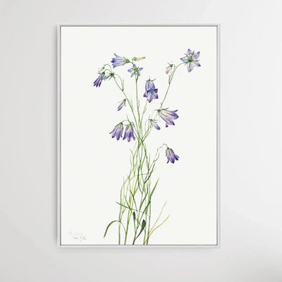 Campanula rotundifolia (1916) by Mary Vaux Walcott - I Heart Wall Art - Poster Print, Canvas Print or Framed Art Print