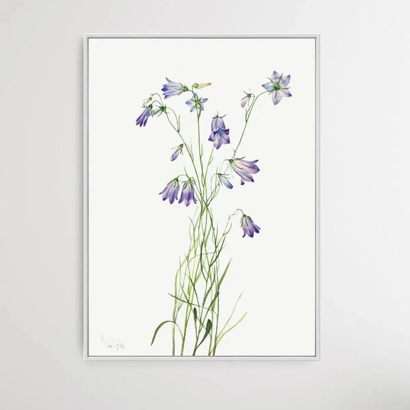 Campanula rotundifolia (1916) by Mary Vaux Walcott - I Heart Wall Art - Poster Print, Canvas Print or Framed Art Print