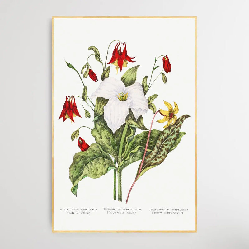 Canadian Wild Flowers (1869) Plate III by Agnes Fitz Gibbon and Catharine Parr Traill - I Heart Wall Art