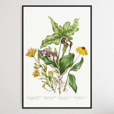 Canadian Wild Flowers (1869) Plate [L] by Agnes Fitz Gibbon and Catharine Parr Traill - I Heart Wall Art