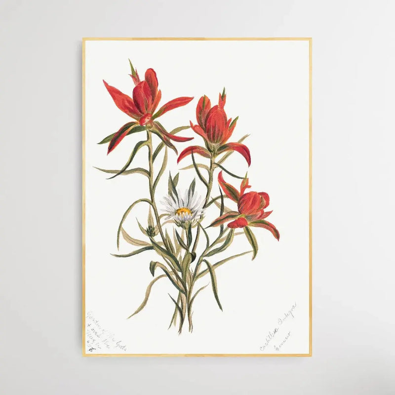 Castilleja Rhexifolia (1883) by Mary Vaux Walcott - I Heart Wall Art - Poster Print, Canvas Print or Framed Art Print
