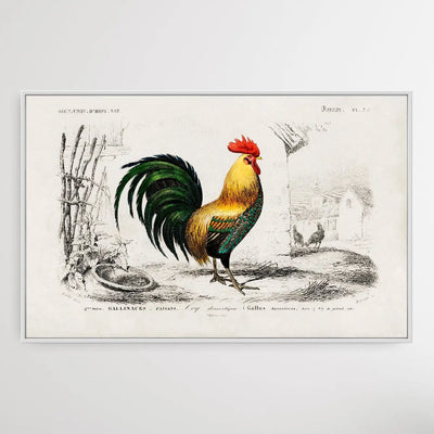 Cock by Charles Dessalines D' Orbigny (1806-1876) I Heart Wall Art Australia 