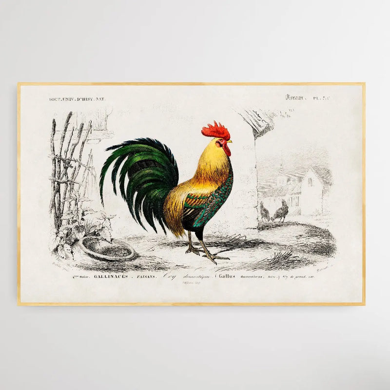 Cock by Charles Dessalines D&