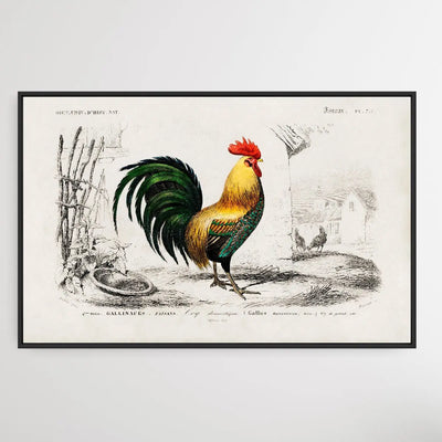 Cock by Charles Dessalines D' Orbigny (1806-1876) I Heart Wall Art Australia 