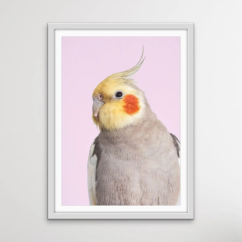 Cockatiel on Pink - Photographic Print of Cockatiel Parrot Against A Pink Backdrop I Heart Wall Art Australia 