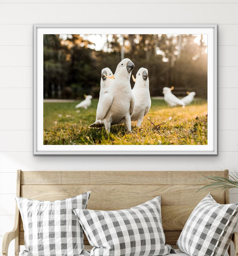 Cockatoo Gang - Australian Gang of Cockatoos Bird Photographic Art or Canvas Print - I Heart Wall Art