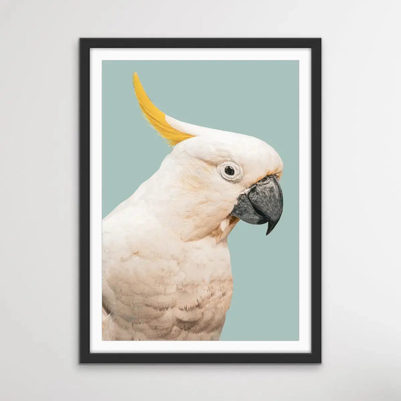 Cockatoo On Blue/Green - Photographic Print of Sulphur Crested Cockatoo Against a Green Backdrop. I Heart Wall Art Australia 