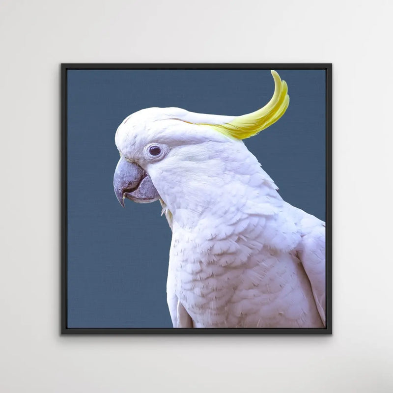 Cockatoo On Blue Linen - Original Cockatoo Australian Nature Wall Art Print  on Canvas - I Heart Wall Art