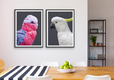Cockatoo Stand Off - Two Piece Stretched Canvas Framed Wall Art Diptych - I Heart Wall Art