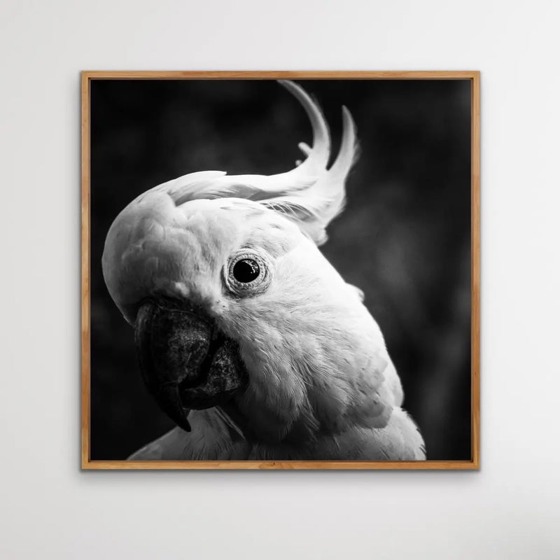 Cockatoo Stare Black and White Cockatoo Photographic Canvas Art Print  Wall Art I Heart Wall Art Australia 