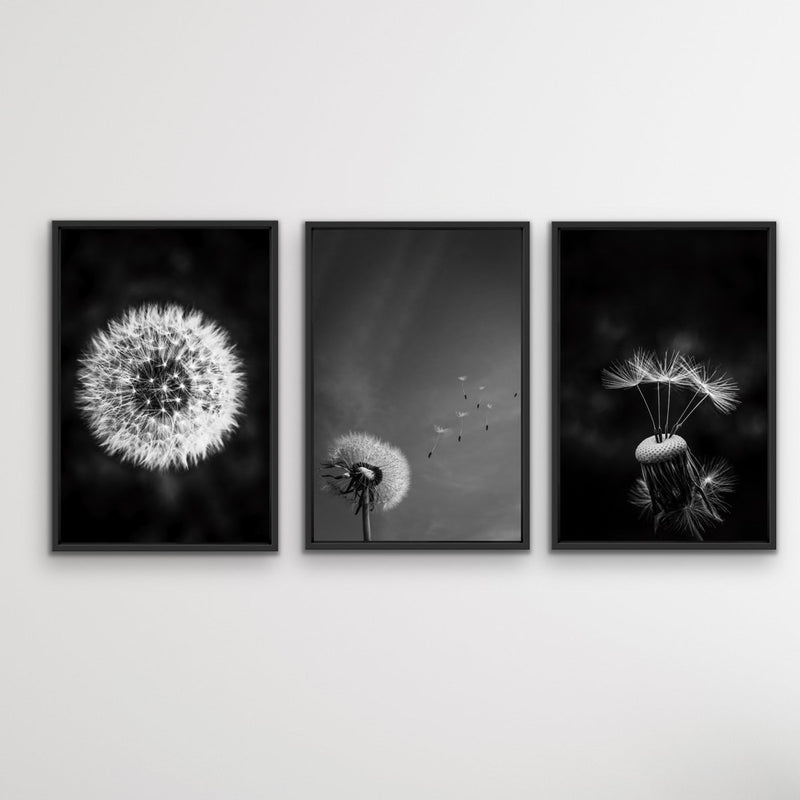 Dandelions - Three Piece Black and White Dandelions Art Print  Set Triptych - I Heart Wall Art