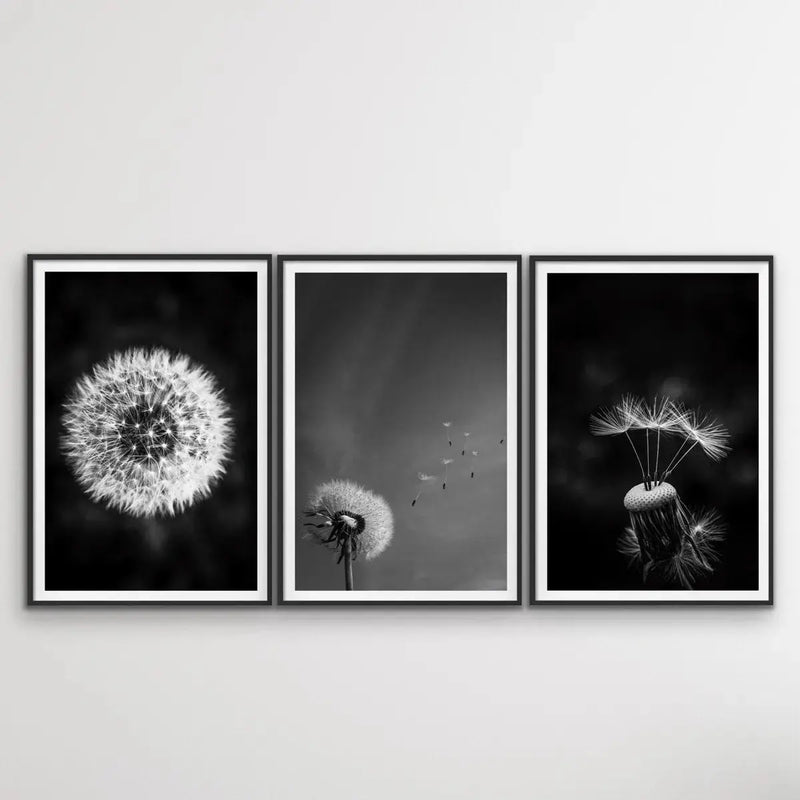 Dandelions - Three Piece Black and White Dandelions Art Print  Set Triptych - I Heart Wall Art
