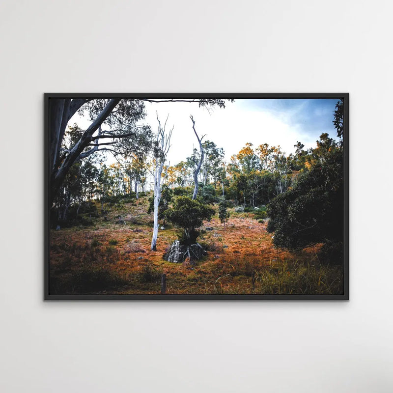 Entertwined - Australian Nature Photographic Print by Edie Fogarty - Nature Wall Art - I Heart Wall Art