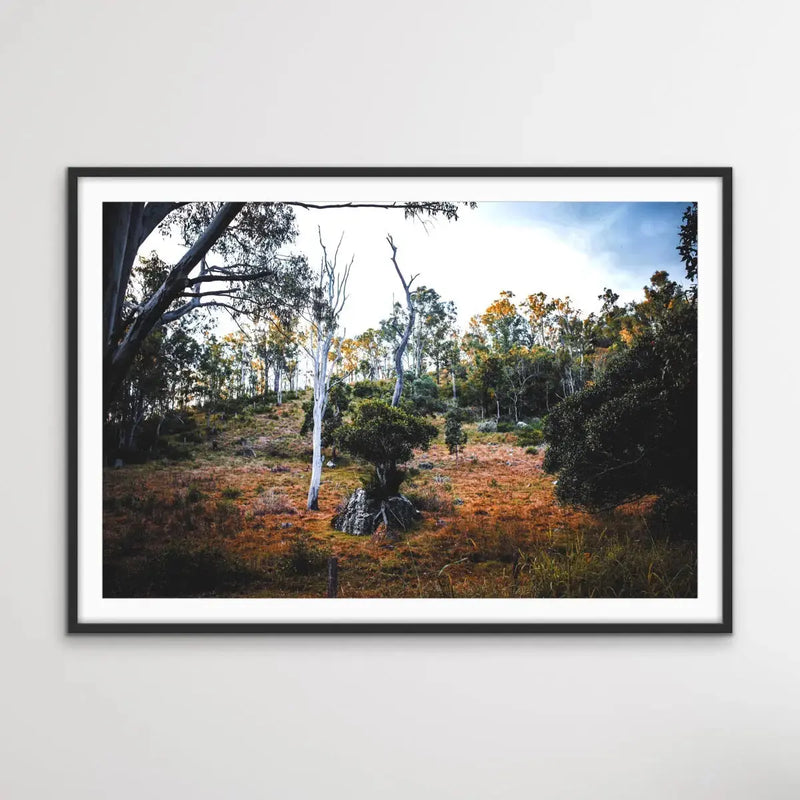 Entertwined - Australian Nature Photographic Print by Edie Fogarty - Nature Wall Art - I Heart Wall Art