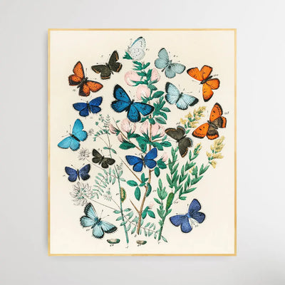 European Butterflies and Moths by William Forsell Kirby (1882) - I Heart Wall Art