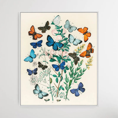 European Butterflies and Moths by William Forsell Kirby (1882) - I Heart Wall Art